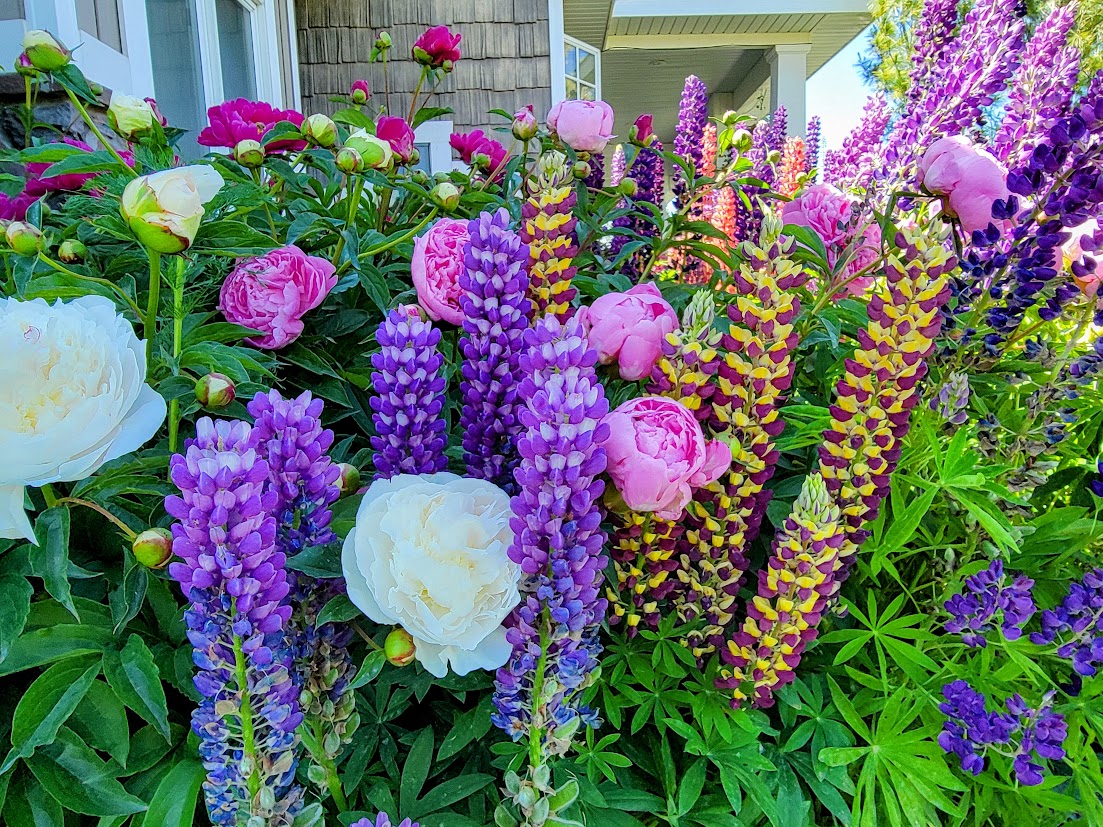 Thriving flowers from the greenhouse